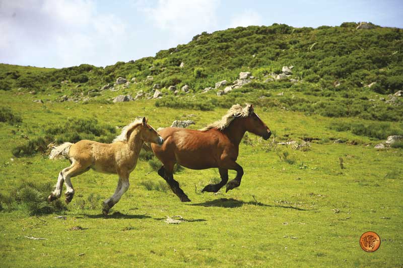 La naturaleza del caballo